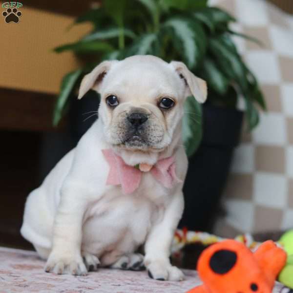 Raine, French Bulldog Puppy